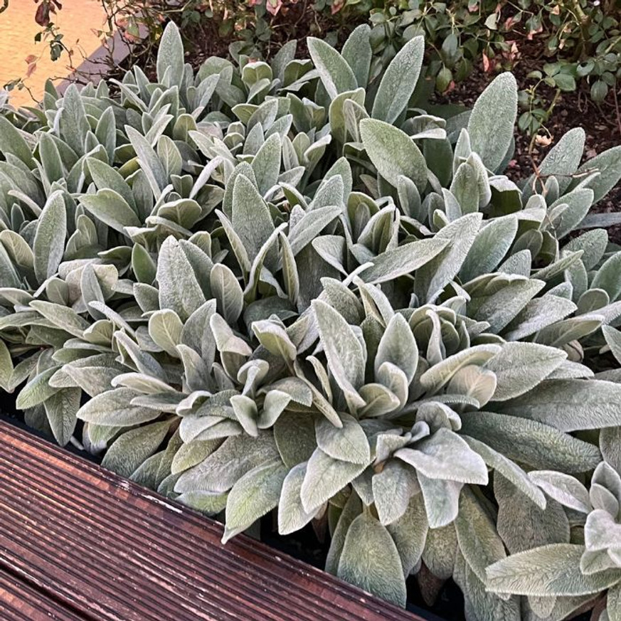 Stachys byzantina CS9 - Nyuszifül Stachys byzantina CS9 - Nyuszifül