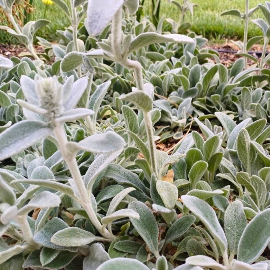 Stachys byzantina CS9 - Nyuszifül Stachys byzantina CS9 - Nyuszifül