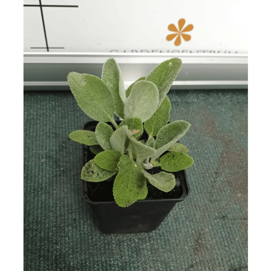 Stachys byzantina CS9 - Nyuszifül Stachys byzantina CS9 - Nyuszifül