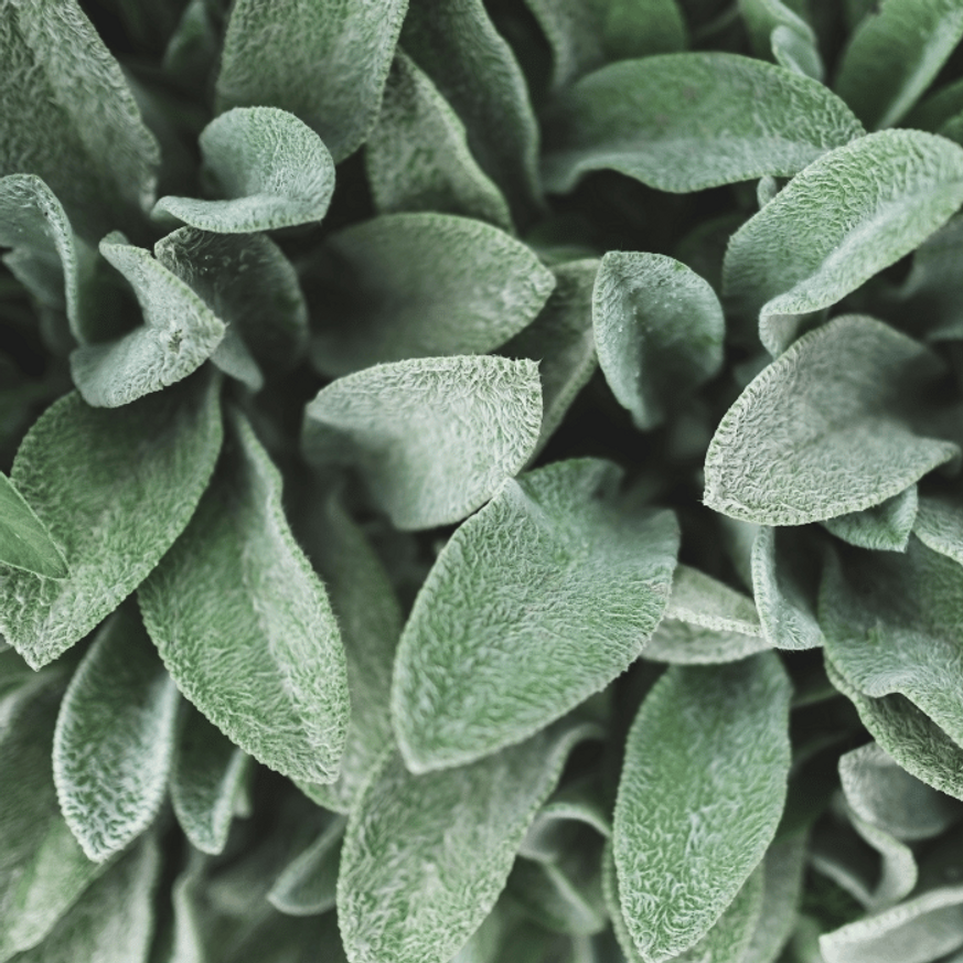 Stachys byzantina CS9 - Nyuszifül Stachys byzantina CS9 - Nyuszifül