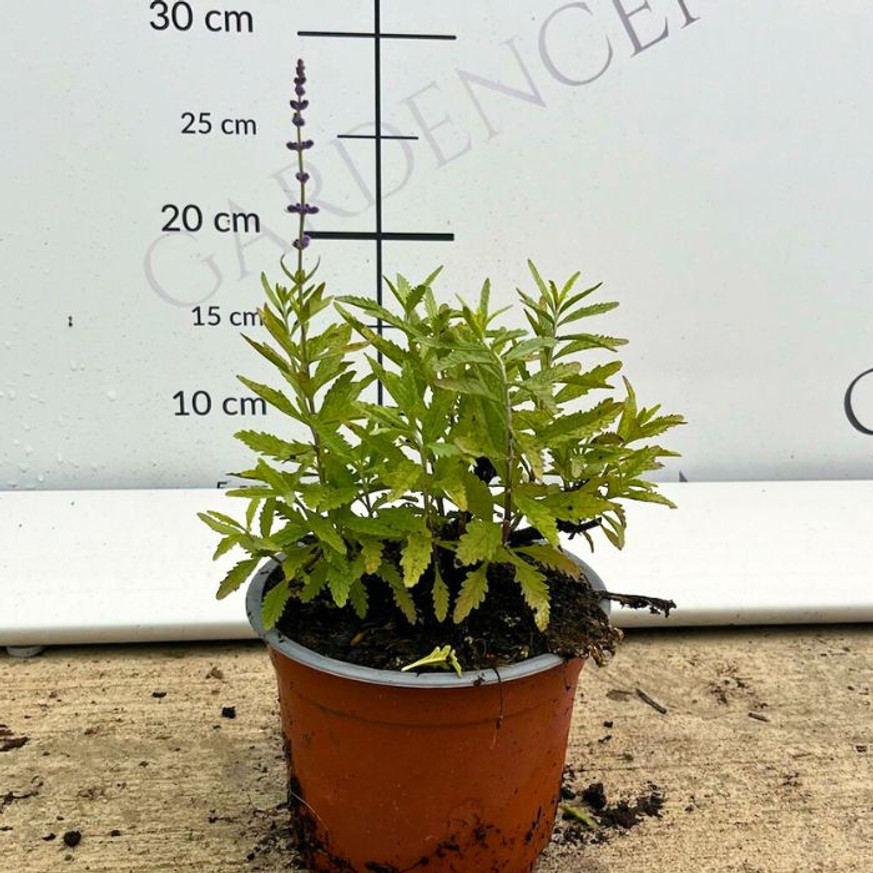 Perovskia atriplicifolia K2 - Sudárzsálya