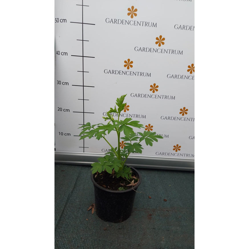 Dicentra spectabilis CS15 - Szívvirág