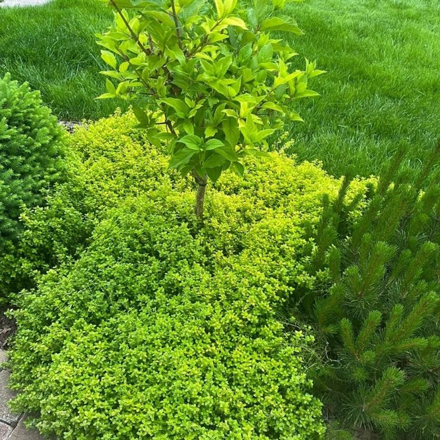 Thymus x citriodorus Archer's Gold CS9 - Kakukkfű