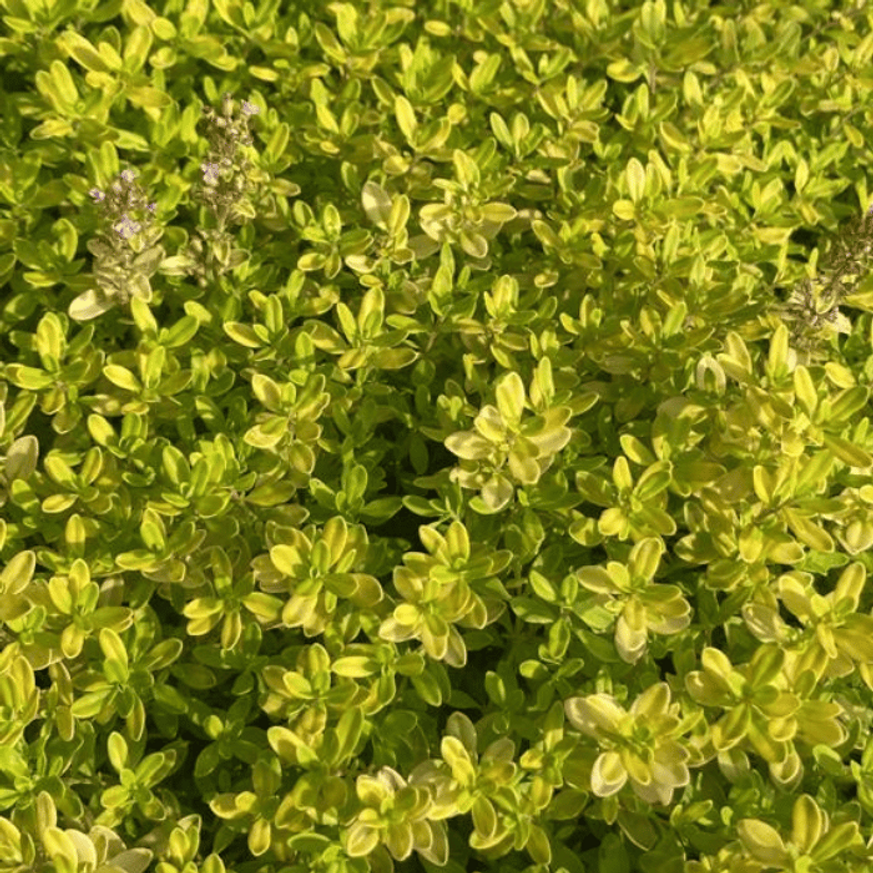 Thymus x citriodorus Archer's Gold CS9 - Kakukkfű