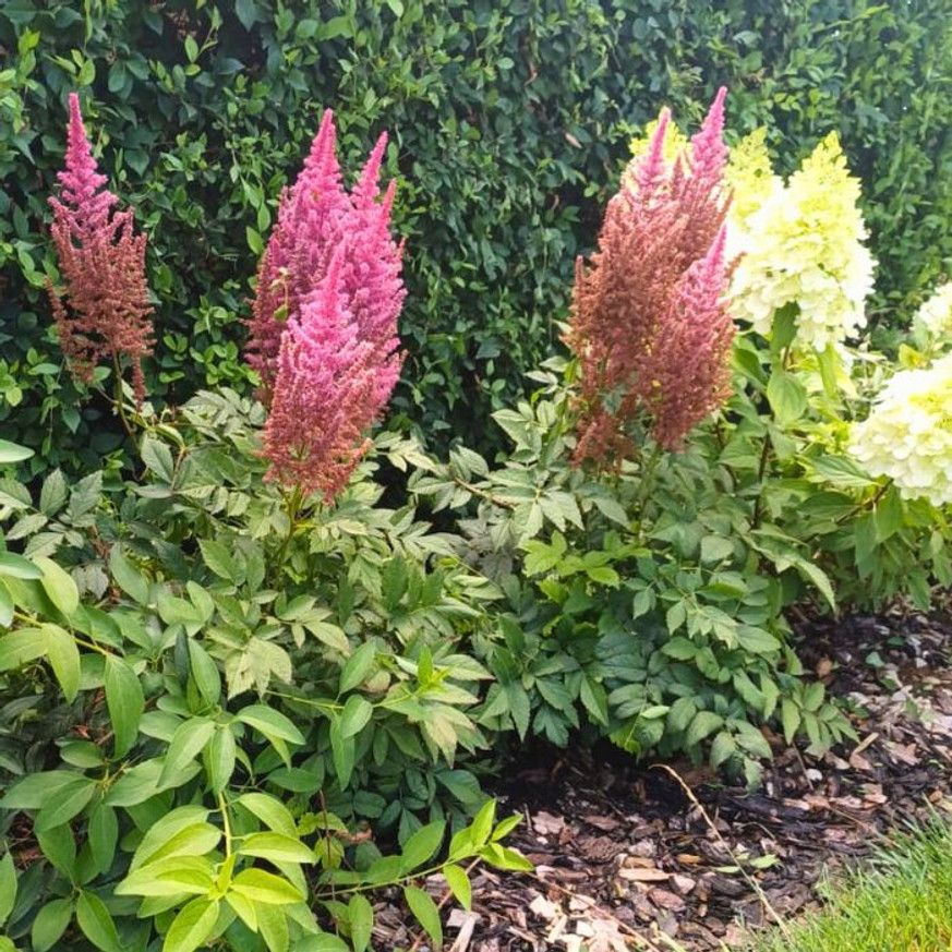 Astilbe x arendsii - Piros virágú tollbuga