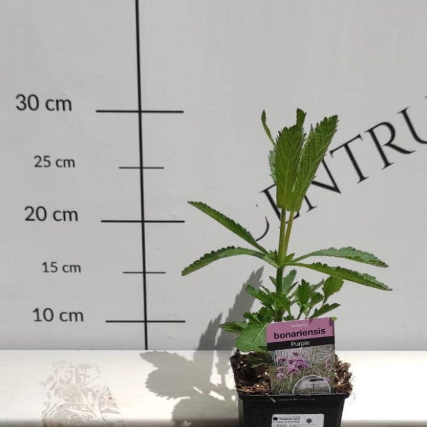 Verbena bonariensis CS9 - Ernyős verbéna