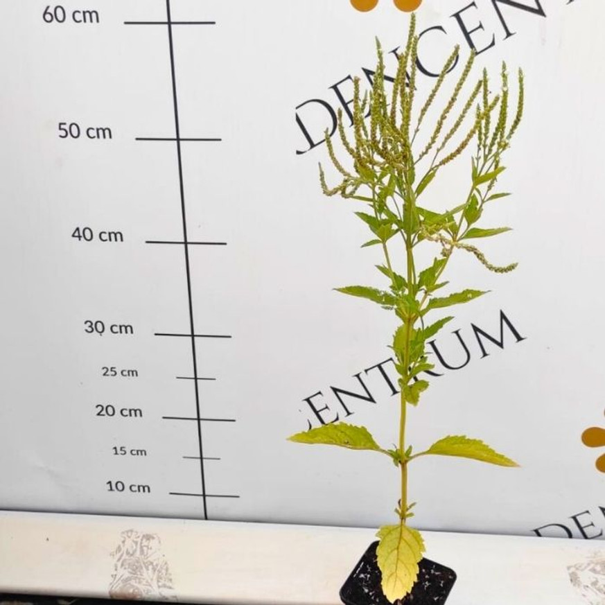 Verbena hastata Alba CS9 - Dúsvirágú fehér verbéna Verbena hastata Alba CS9 - Dúsvirágú fehér verbéna