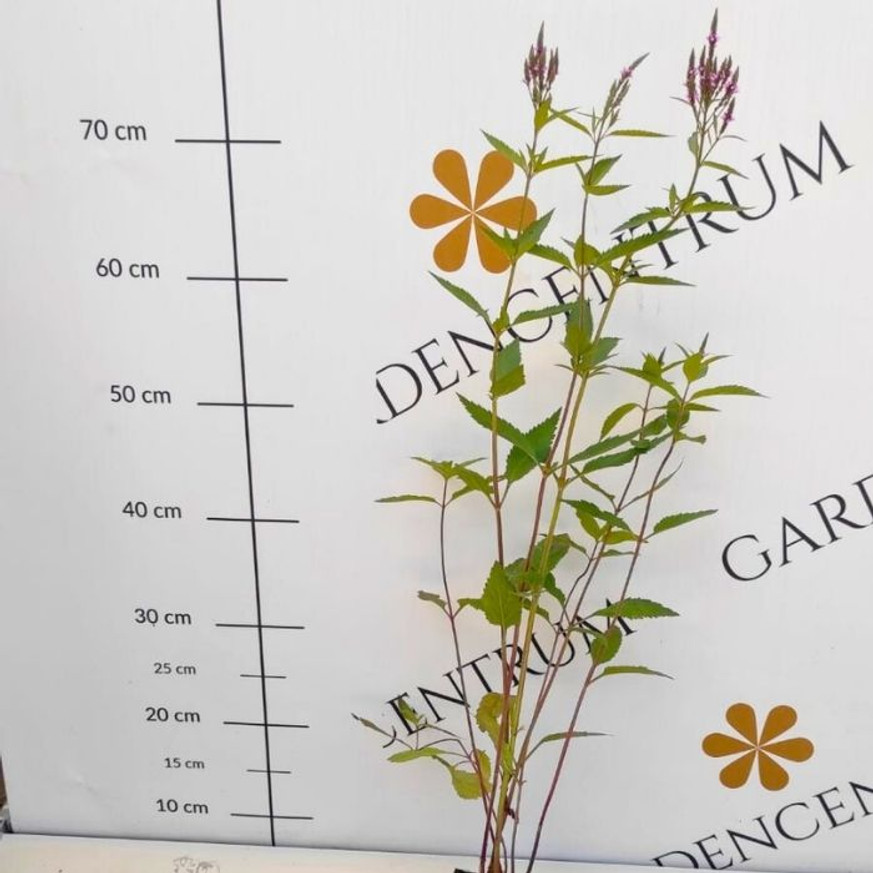 Verbena hastata Rosea CS9 - Dúsvirágú rózsaszín verbéna