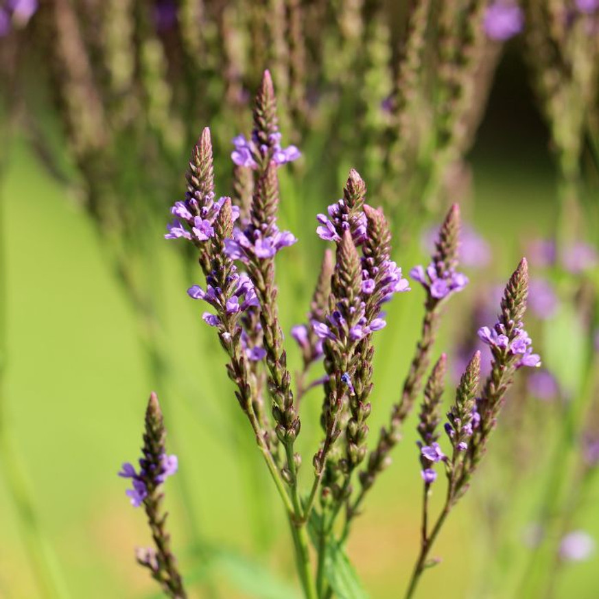 Verbena hastata - Dúsvirágú verbéna Verbena hastata - Dúsvirágú verbéna