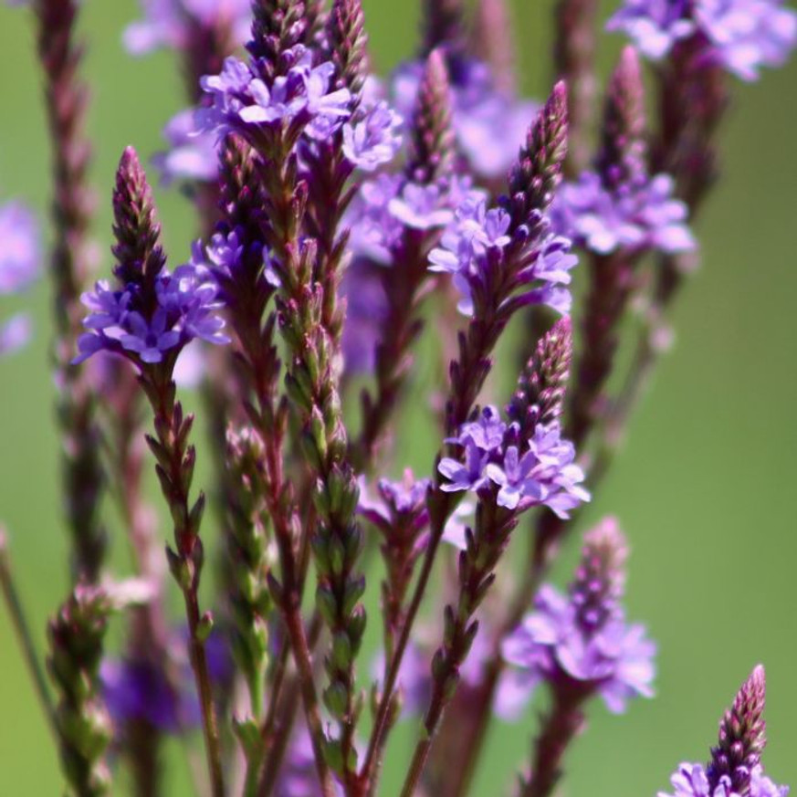 Verbena hastata - Dúsvirágú verbéna