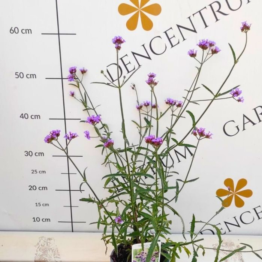 Verbena bonariensis Lollipop K2 - Alacsony ernyős verbéna Verbena bonariensis Lollipop K2 - Alacsony ernyős verbéna