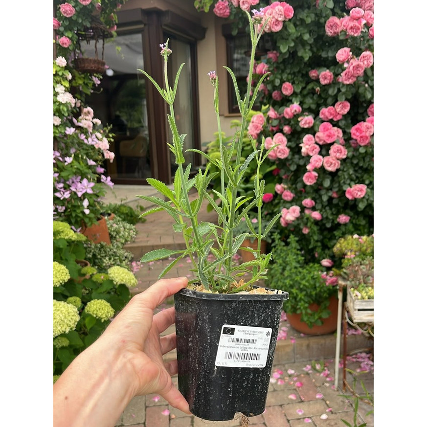 Verbena bonariensis Lollipop CS14 - Alacsony ernyős verbéna