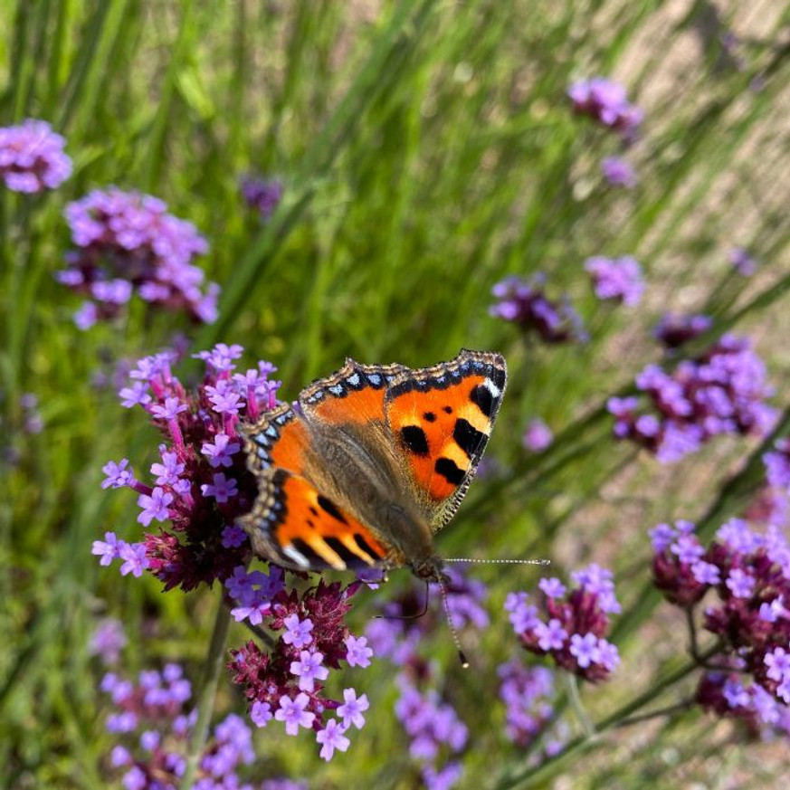 Verbena bonariensis CS9 - Ernyős verbéna