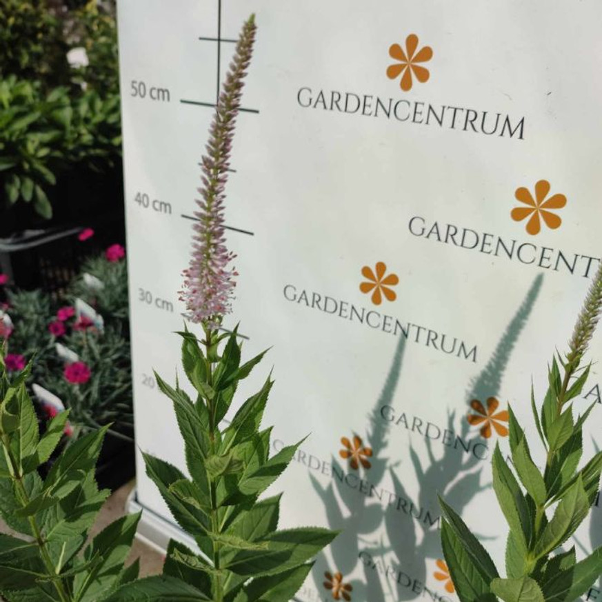 Veronicastrum virginicum Pink Glow - Virginiai veronika