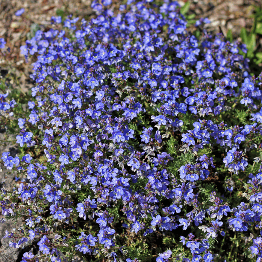 Veronica peduncularis Georgia Blue CS9 - Grúz veronika