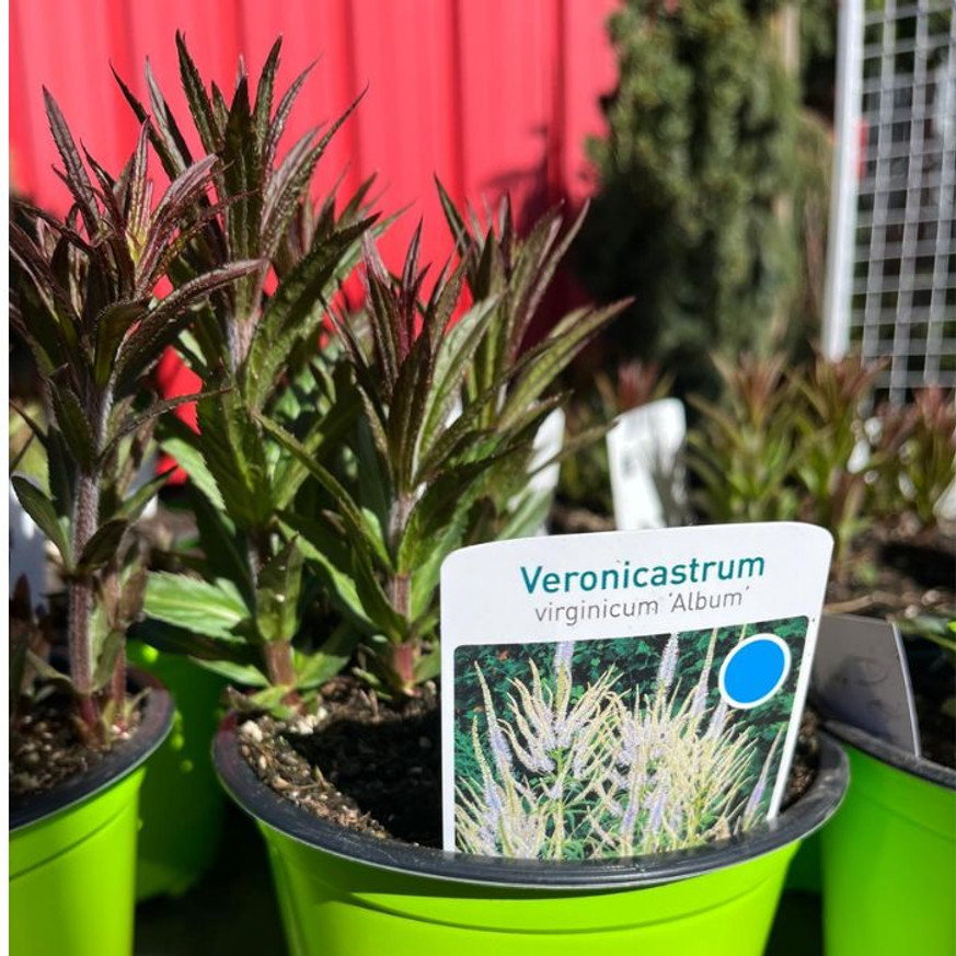 Veronicastrum virginicum Album - Fehér virginiai veronika