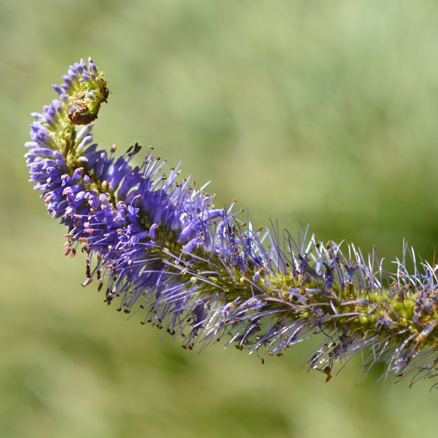 Veronicastrum virginicum Fascination - Virginiai veronika