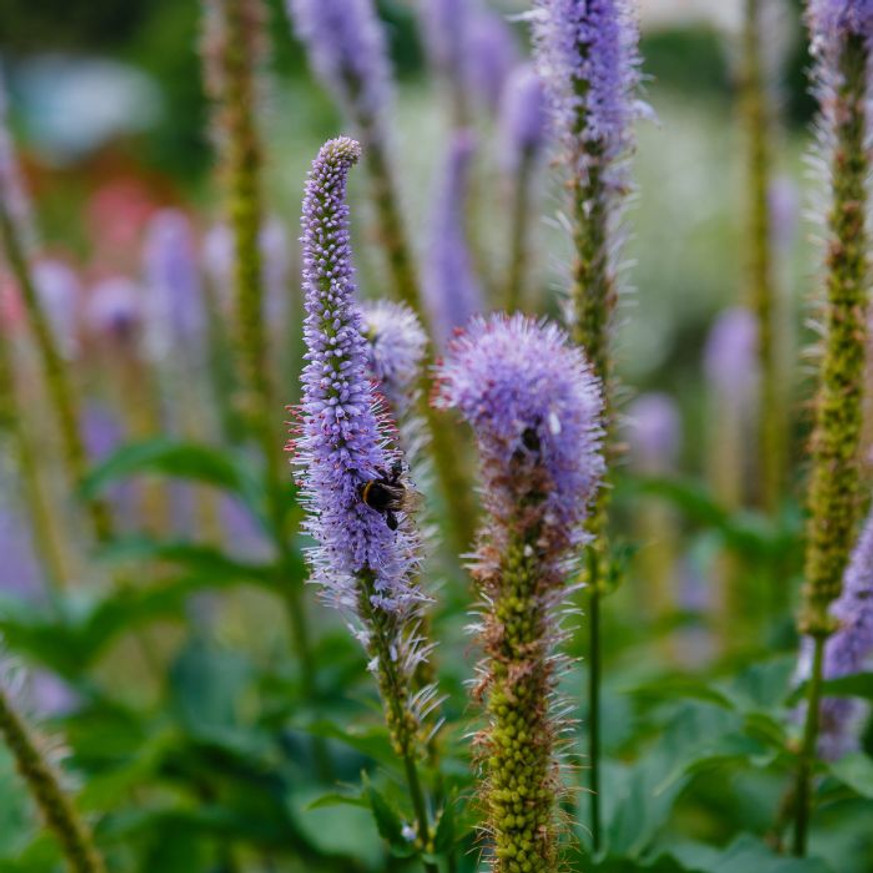 Veronicastrum virginicum Fascination - Virginiai veronika