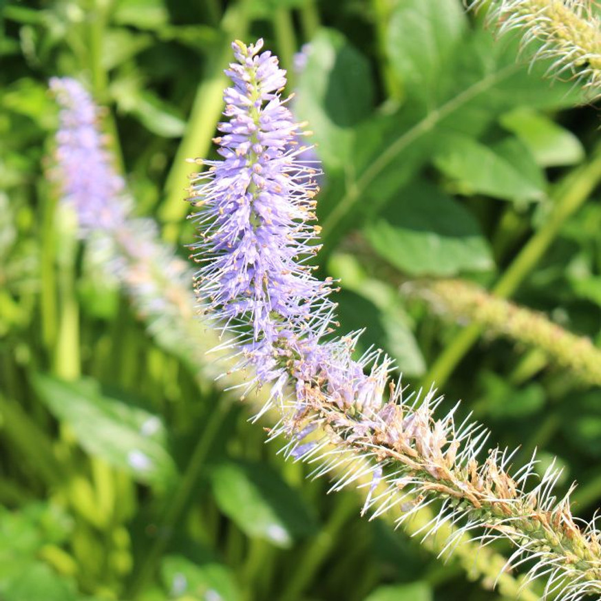Veronicastrum virginicum Lavendelturm - Halványlila virginiai veronika Veronicastrum virginicum Lavendelturm - Halványlila virginiai veronika