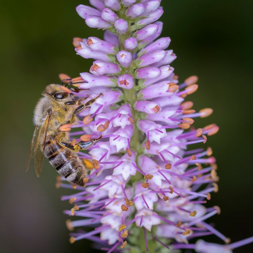 Veronicastrum virginicum Lavendelturm - Halványlila virginiai veronika Veronicastrum virginicum Lavendelturm - Halványlila virginiai veronika