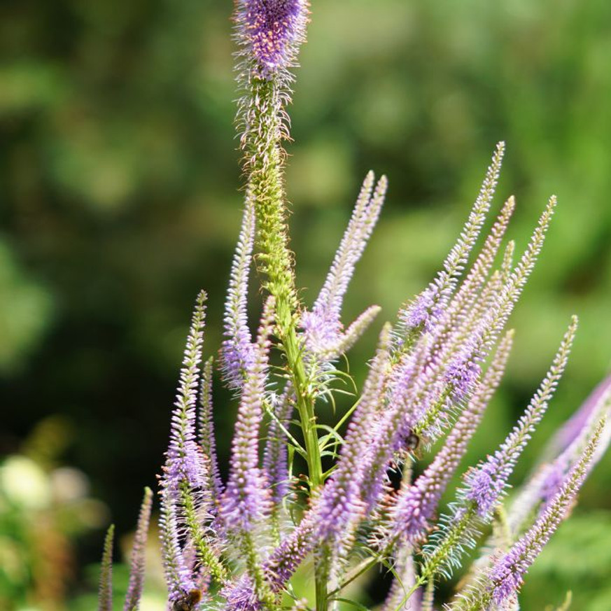Veronicastrum virginicum Lavendelturm - Halványlila virginiai veronika Veronicastrum virginicum Lavendelturm - Halványlila virginiai veronika