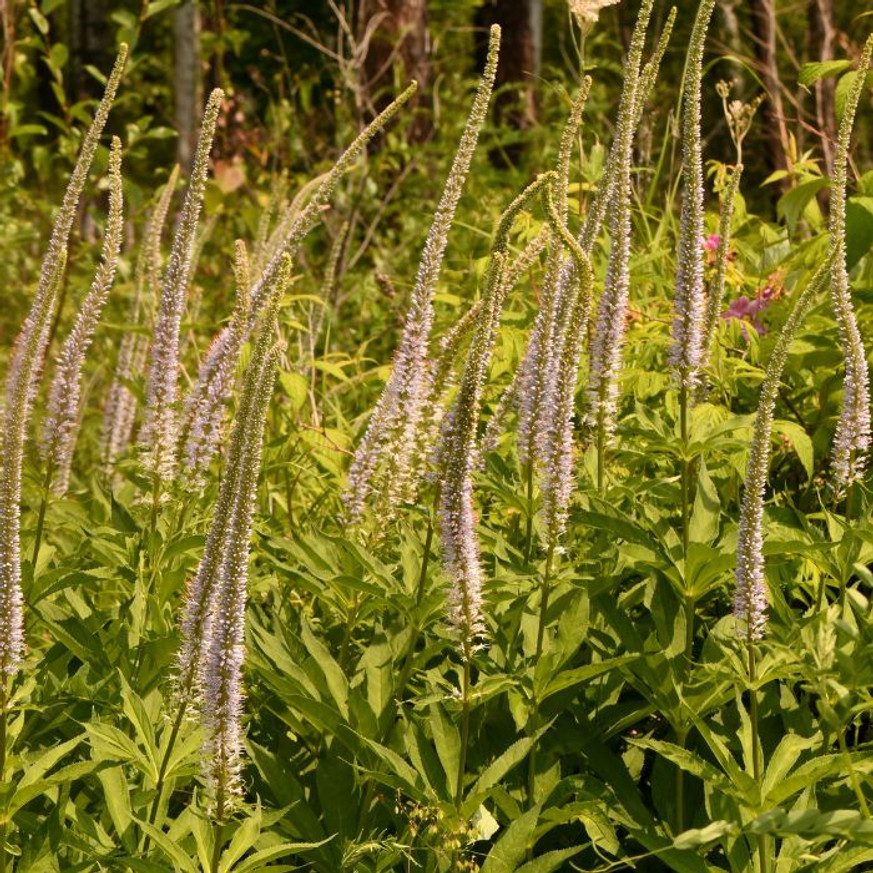 Veronicastrum virginicum Lavendelturm - Halványlila virginiai veronika