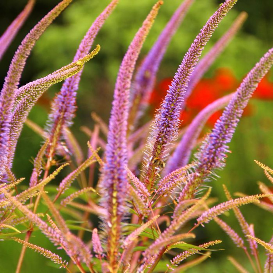 Veronicastrum virginicum Red Arrows - Lila virginiai veronika