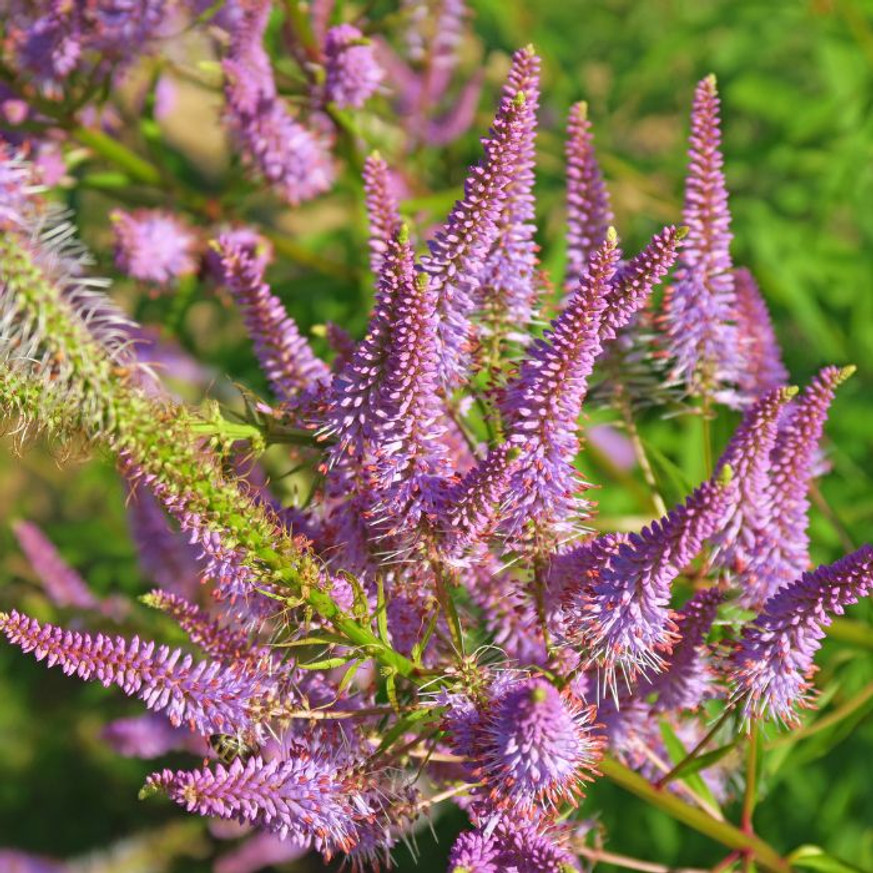 Veronicastrum virginicum Red Arrows - Lila virginiai veronika Veronicastrum virginicum Red Arrows - Lila virginiai veronika