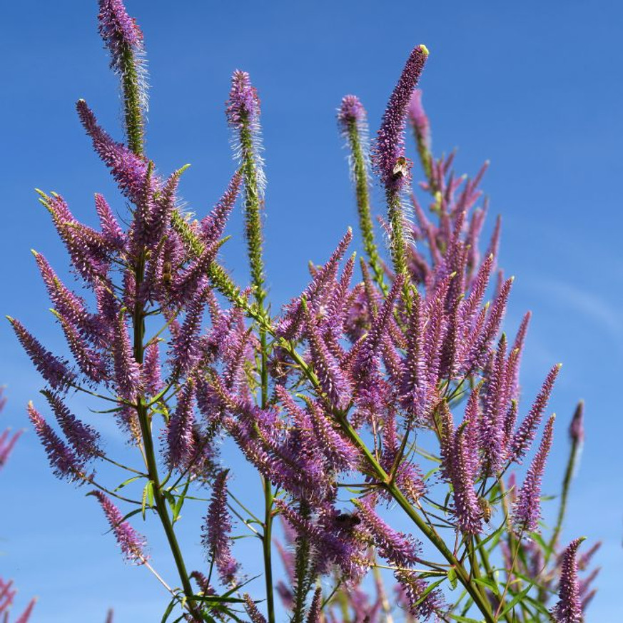 Veronicastrum virginicum Red Arrows - Lila virginiai veronika Veronicastrum virginicum Red Arrows - Lila virginiai veronika