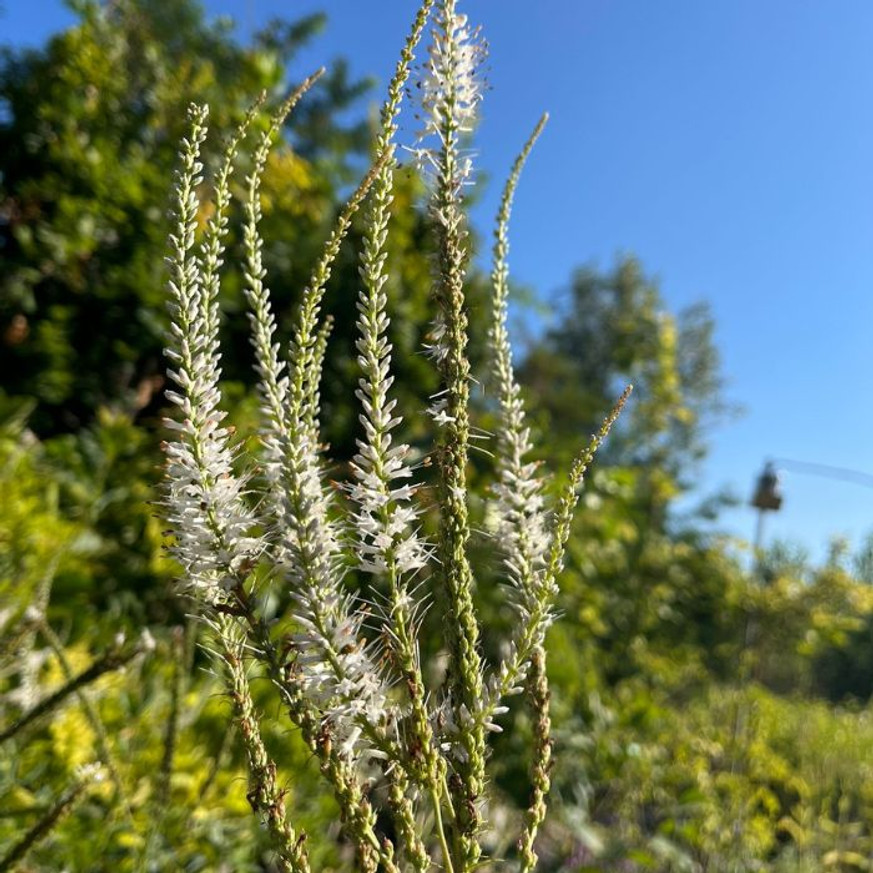 Veronicastrum virginicum Album - Fehér virginiai veronika