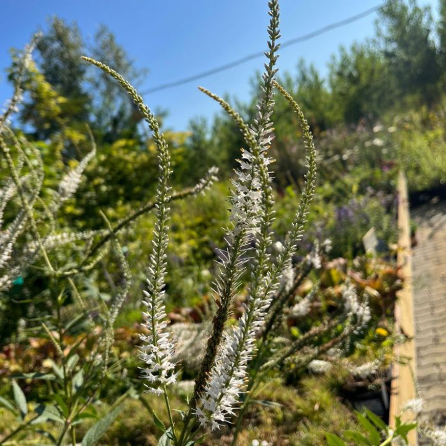 Veronicastrum virginicum Album - Fehér virginiai veronika