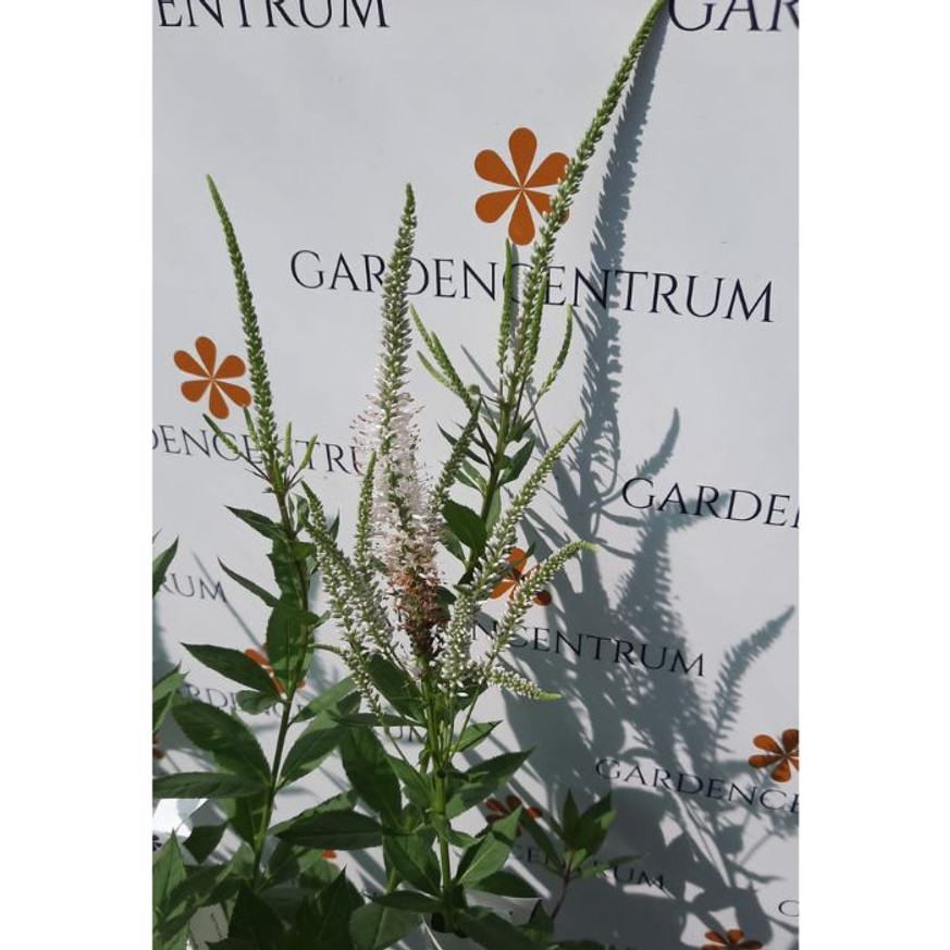 Veronicastrum virginicum Pink Glow - Virginiai veronika