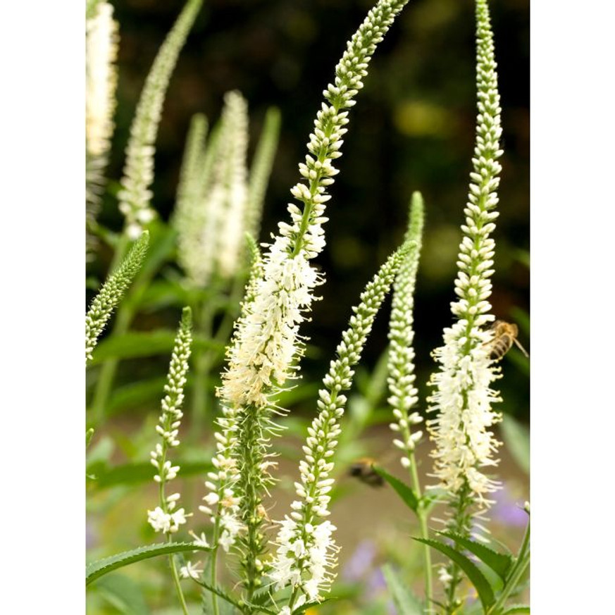 Veronicastrum virginicum Album - Fehér virginiai veronika