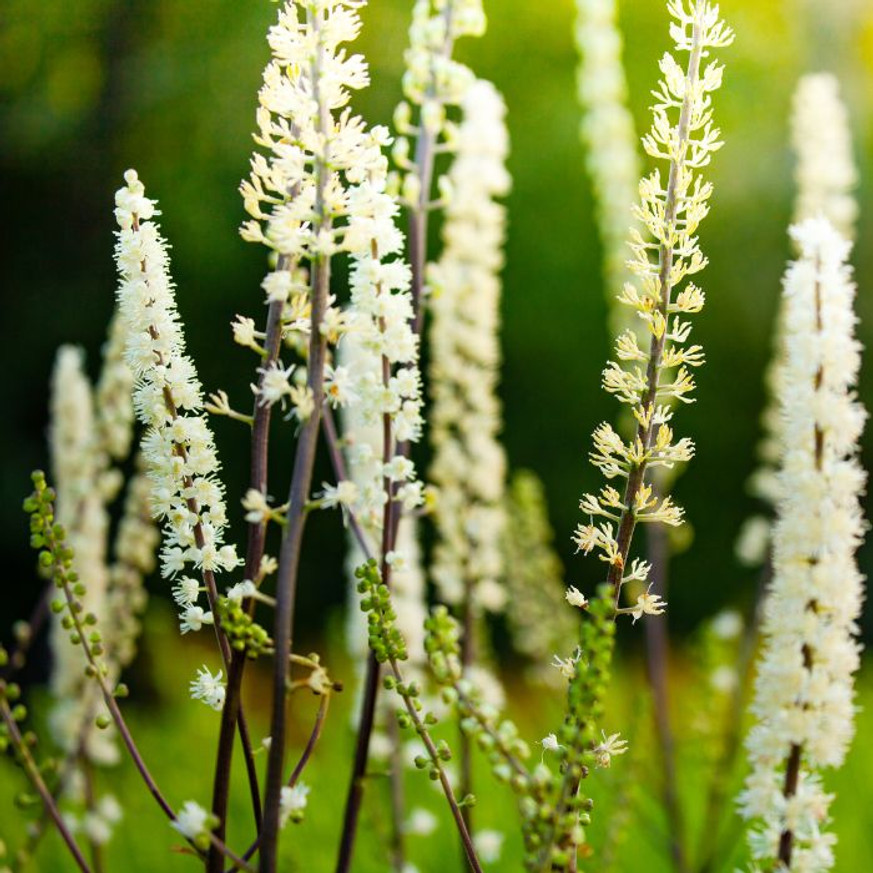 Veronicastrum virginicum Album - Fehér virginiai veronika