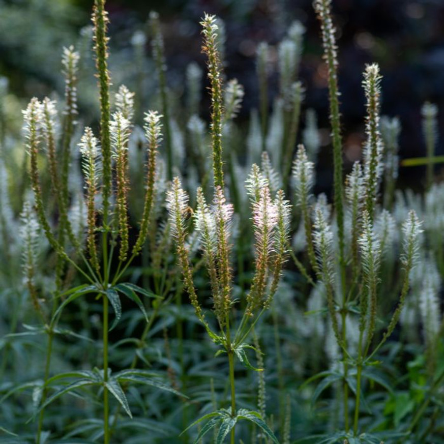 Veronicastrum virginicum Album - Fehér virginiai veronika