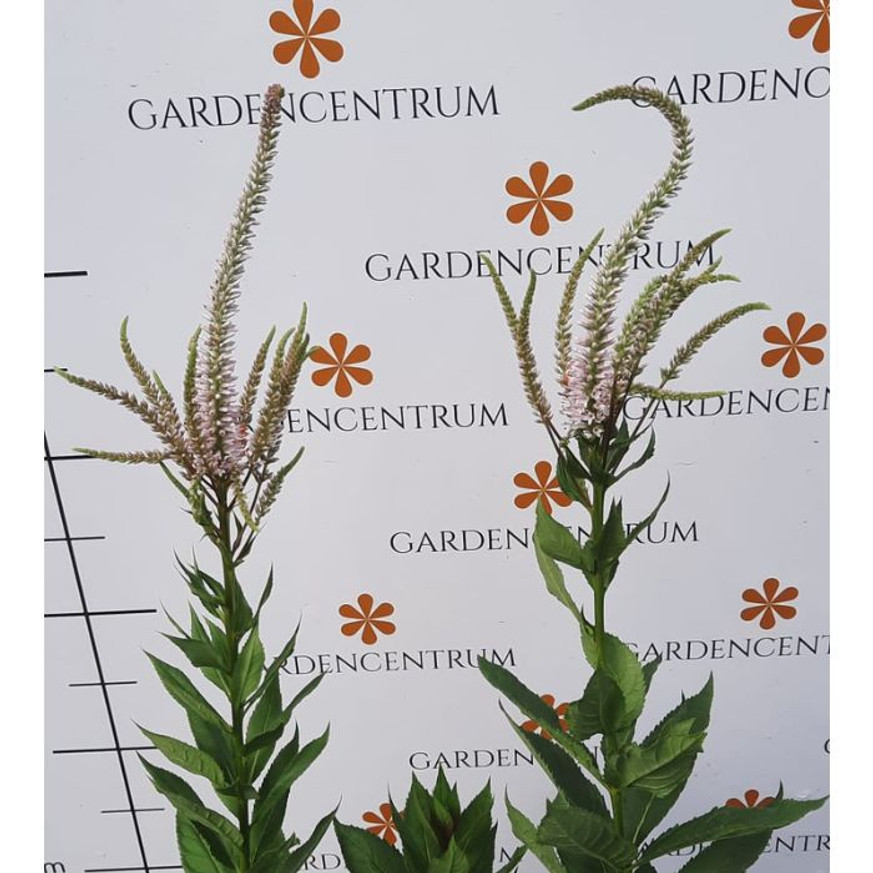 Veronicastrum virginicum Pink Glow - Virginiai veronika