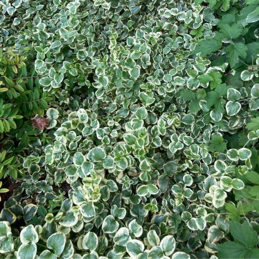 Vinca major Variegata CS9 - Tarka levelű meténg Vinca major Variegata CS9 - Tarka levelű meténg
