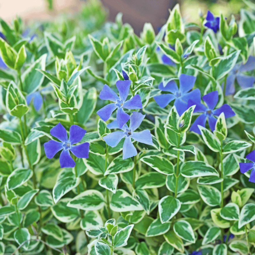 Vinca major Variegata CS9 - Tarka levelű meténg