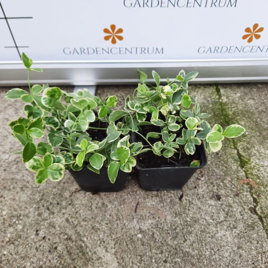 Vinca minor Variegata CS9 - Tarkalevelű kis meténg Vinca minor Variegata CS9 - Tarkalevelű kis meténg