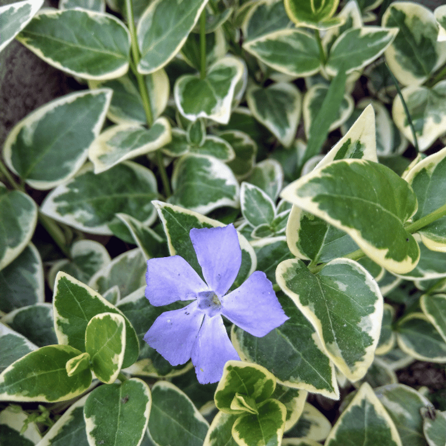 Vinca major Variegata CS9 - Tarka levelű meténg Vinca major Variegata CS9 - Tarka levelű meténg
