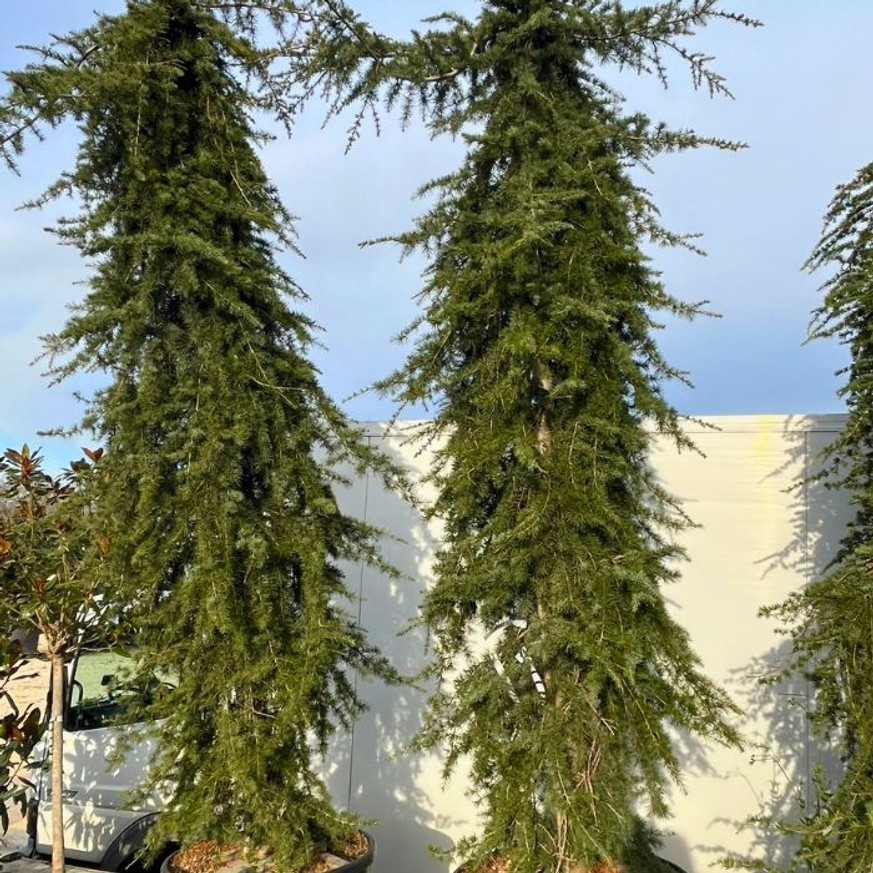 Cedrus atlantica Glauca Pendula K150 - Csüngő atlaszcédrus