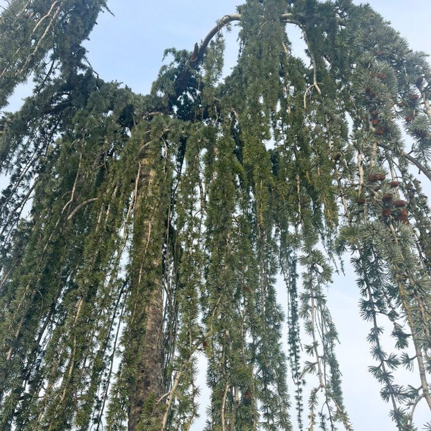 Cedrus atlantica Pendula K1000L 40-50 - Csüngő cédrus törzses Cedrus atlantica Pendula K1000L 40-50 - Csüngő cédrus törzses