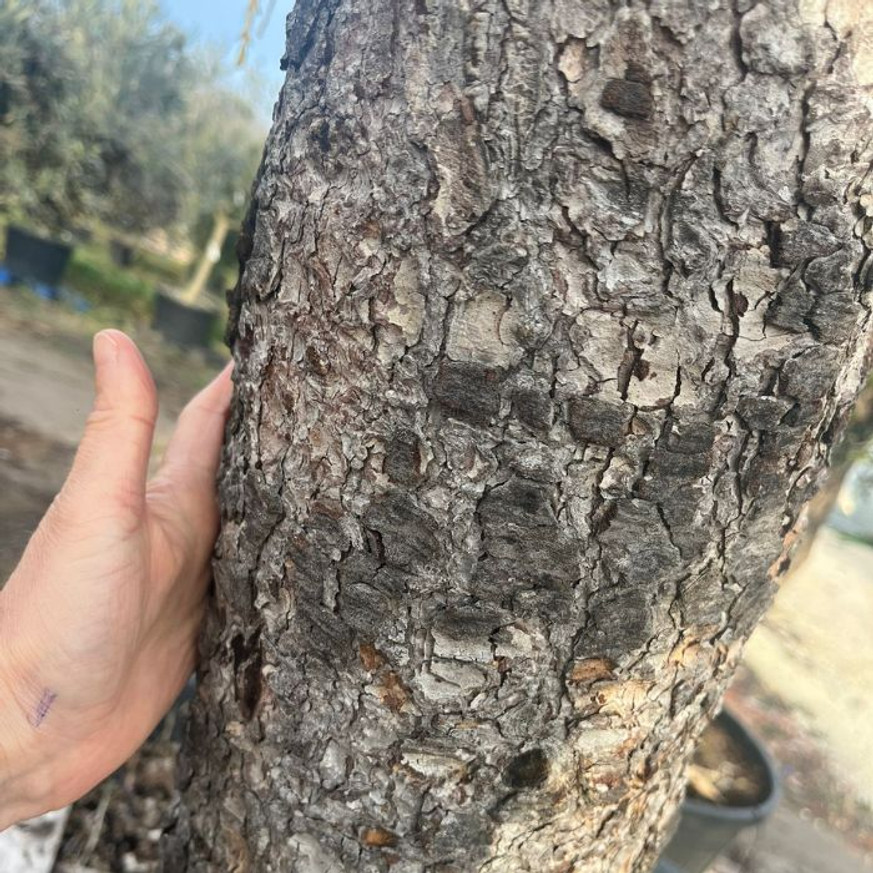 Cedrus atlantica Pendula K1000L 40-50 - Csüngő cédrus törzses Cedrus atlantica Pendula K1000L 40-50 - Csüngő cédrus törzses