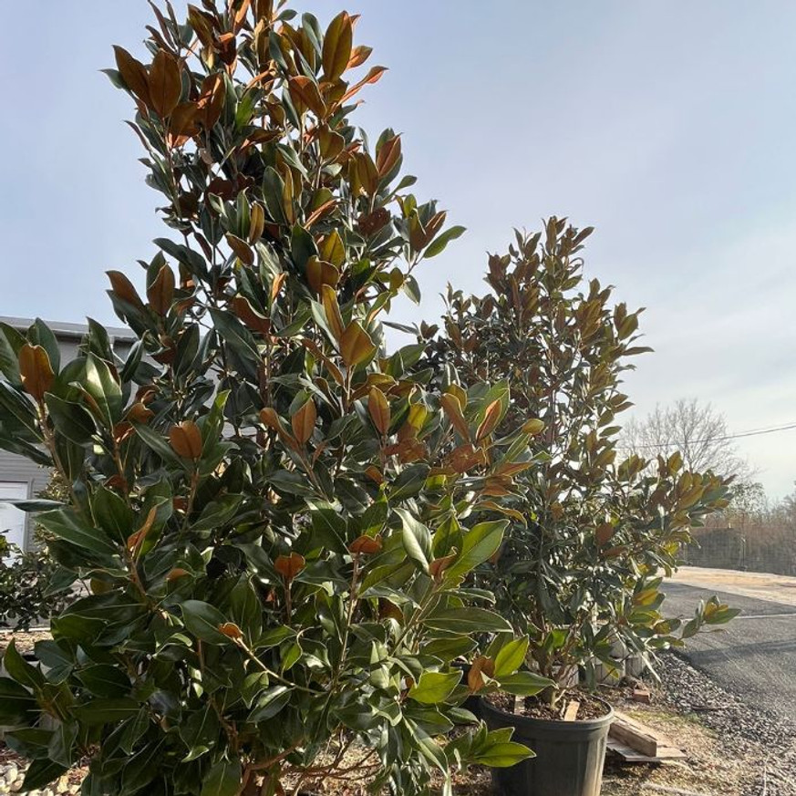 Magnolia grandiflora K150 250 cm - Örökzöld magnólia (kúpos)