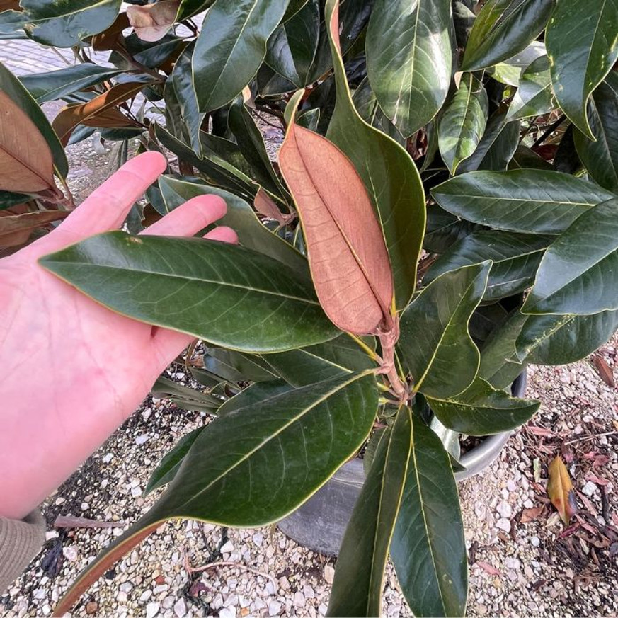 Magnolia grandiflora K150 250 cm - Örökzöld magnólia (kúpos)