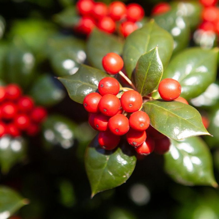 Ilex Nellie R. Stevens K375 - Többtörzses magyal