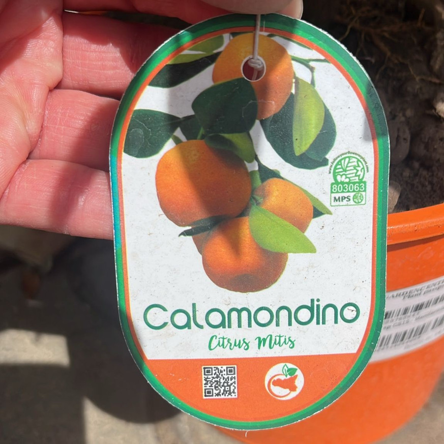 Citrus sp CS15 - Mandarinfa Citrus sp CS15 - Mandarinfa