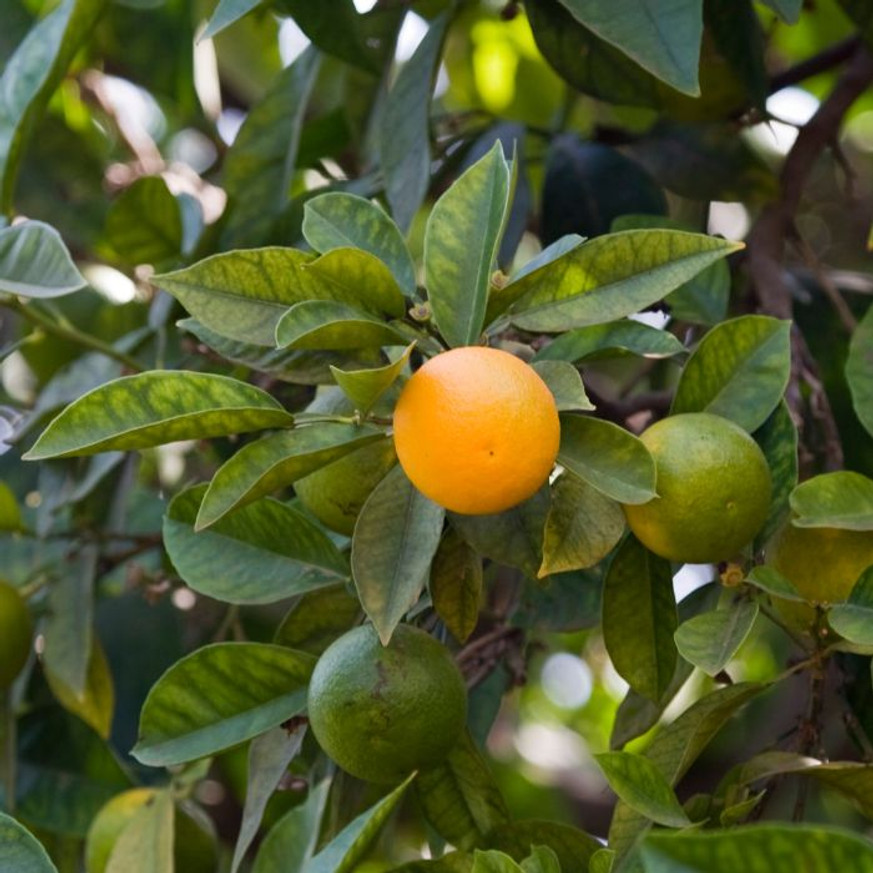 Citrus sp CS15 - Mandarinfa Citrus sp CS15 - Mandarinfa