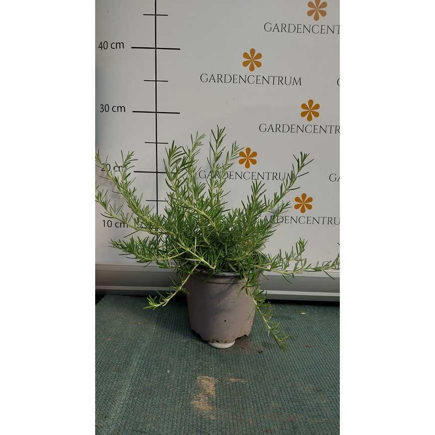 Rosmarinus officinalis - Kúszó rozmaring Rosmarinus officinalis - Kúszó rozmaring