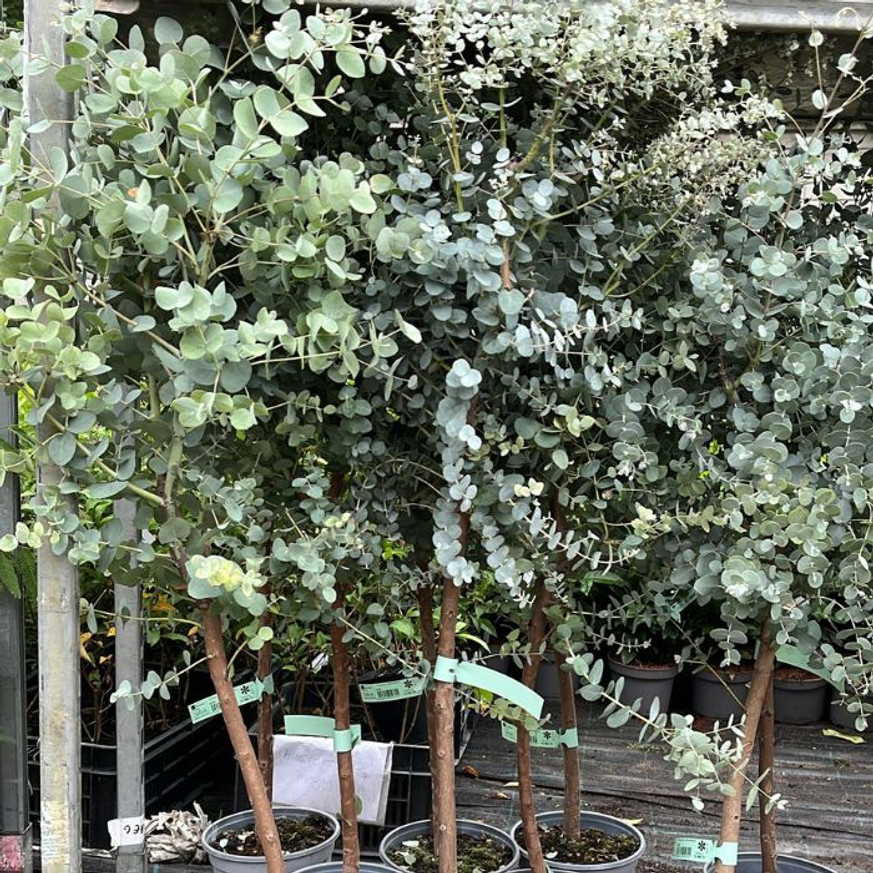 Eucalyptus gunnii MT - Havasi eukaliptusz Eucalyptus gunnii MT - Havasi eukaliptusz